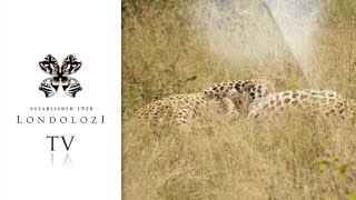 The Ultimate Male Leopard Fight  Amazing Footage  Londolozi [upl. by Ceporah647]