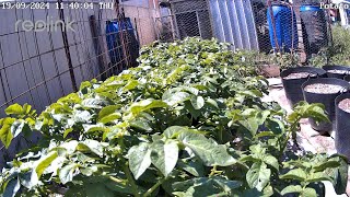 Hydroponic Potato Growing Timelapse Ending 08 11 2024 [upl. by Sonni]