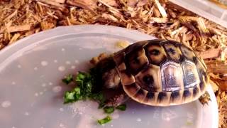 Baby Western Hermanns Tortoise eating [upl. by Eelarat]