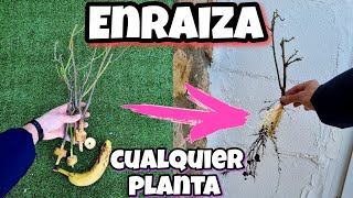 🌱 TODA PLANTA ENRAIZA Gracias a ESTO Enraizante casero para Árboles Cítricos Esquejes Ramas [upl. by Lednam]