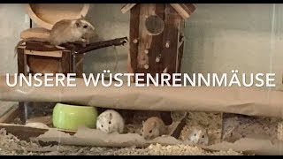 Unsere Wüstenrennmäuse [upl. by Killy]