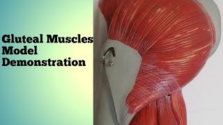 GLUTEAL MUSCLES  Exploring the muscles of gluteal region –Model Demonstration Anatomy Student Zone [upl. by Cesaro]