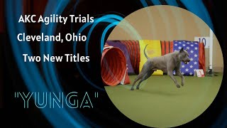 Thai Ridgeback Dog Agility Training [upl. by Oenire]