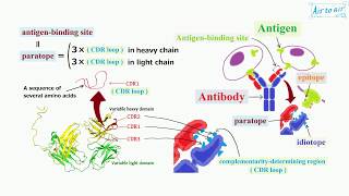 complementarity determining region English  Medical terminology for medical students [upl. by Mafala]