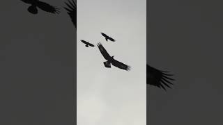 Golden eagle in trouble harassed by a chough and kestrel gang [upl. by Ryle]