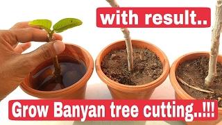 How to grow Banyan tree  Update how to grow Banyan tree from Cutting [upl. by Anaed]