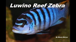 African Cichlid Species Metriaclima fainzilberi quotLuwino Reefquot Zebra [upl. by Percy]