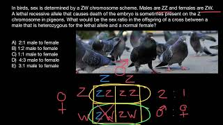 Sex chromosomes and sex determining mechanisms in birds [upl. by Irroc]