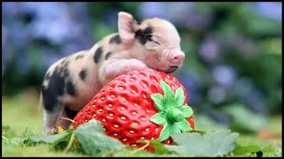 Teacup Pig  Micro Baby Pig Video Compilation 🐽 2020 [upl. by Aubine750]