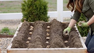 How to Plant Potatoes 🥔🌿  Garden Answer [upl. by Adriena]