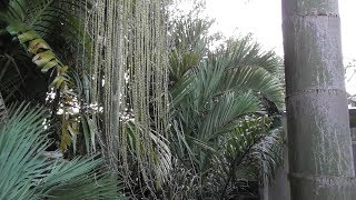 Dypsis decipiens update 2017 [upl. by Pavlish237]