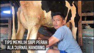 TIPS MEMILIH SAPI PERAH PRODUKSI ALA JURNAL KANDANG [upl. by Naujahs]