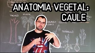 Organologia do Caule Anatomia  Aula 16 Botânica Prof Guilherme [upl. by Baggett]