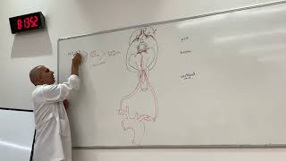 Vertebrobasilar system Neuroanatomy 28 [upl. by Halfdan]