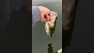 Northern Bass are not Picky Michigan Bass Fishing [upl. by Mortensen102]