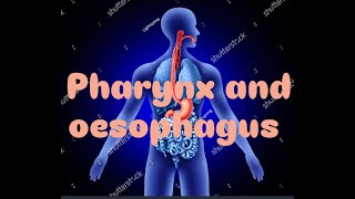 Pharynx and oesophagus ka digestion m kis type se role rhta h function [upl. by Elleneg]