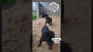 Litters and life on our Rottweiler Ranch rottweiler puppies germanrottweiler akc bestfriends [upl. by Juanita]