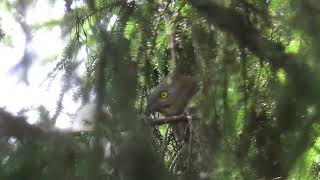 Honey Buzzard nest Oslo 2023 [upl. by Nauaj]