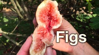 Growing Fig Trees in Australia  Planting amp Pest Guide [upl. by Anwahsed]