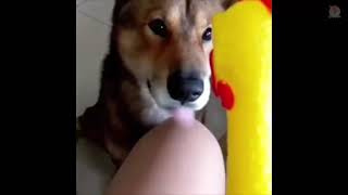 Squeaky Rubber Chicken Dog Toy [upl. by Bolten4]