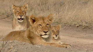 LION PRIDE Separated From Each Other  Good News about the Youngest Cubs [upl. by Lunette217]