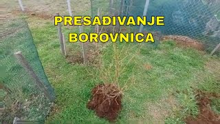 AMERIČKA BOROVNICA  PRESAĐIVANJE [upl. by Lida]