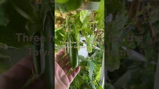 Quick Snack Cucumber Yellow Canary Microdwarf Tomato and Tatsoi [upl. by Netnert]