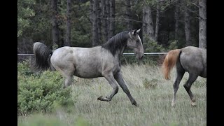 Unveiling the Natural Beauty of Lipizzaner Horses in Slovenia jjlipizzans slovenia [upl. by Christabelle]