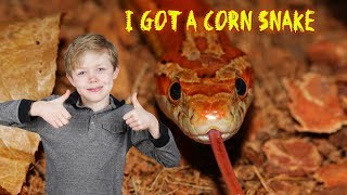 I got a Corn Snake [upl. by Steinway]