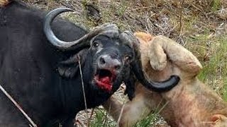 ANGRY BUFFALO KILL MALE LIONANGRY BUFFALO ATTACK LIONCRAZY BUFFALO KILL MALE LION [upl. by Elyad24]