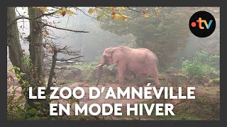 Animaux  le zoo dAmnéville passe en mode hiver [upl. by Nivrag]