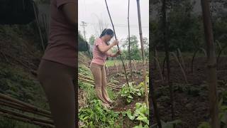 Make a pole for the bean plant to climb [upl. by Teemus]