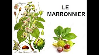 Le marronnier chanson [upl. by Yuht73]