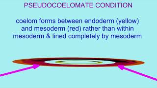 pseudocoelomates from coelomate ancestors [upl. by Beckerman]