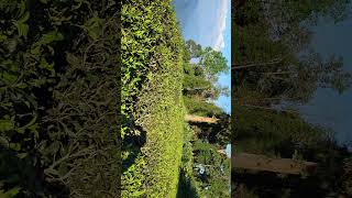 Beautiful sittong westbengal🤗 shortvideo naturelovers teagarden pinetrees mountains bluesky [upl. by Huber]