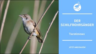 Vogelstimmen Der Schilfrohrsänger  Reed warbler  Acrocephalus schoenobaenus 4k [upl. by Duer67]