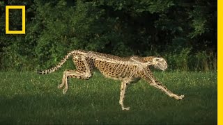 The Science of a Cheetahs Speed  National Geographic [upl. by Dela359]