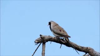 Namaqua Dove male calling [upl. by Nossila]