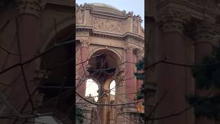 Walked around the Palace of Fine Arts in San Francisco vlog travel sanfrancisco california [upl. by Ulah321]