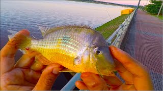 Unexpected new Cichlid catch [upl. by Hernando]