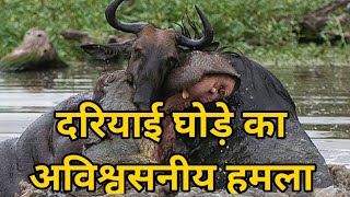 दरियाई घोड़े का अविश्वसनीय हमला  वाइल्डबीस्ट और मगरमच्छ Hippopotamus Wildebeest and crocodile fight [upl. by Marian490]