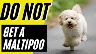 7 Reasons You SHOULD NOT Get a Maltipoo [upl. by Hickie]