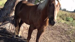 Buddy Got Hurt Again  Horse Leg Cut  Injury PT 1  Rick Gore Horsemanship [upl. by Daenis228]