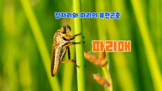 잠자리의 다리를 가진 파리 quot파리매quot SONY 90mm 매크로 촬영 [upl. by Riannon]