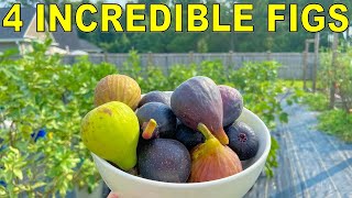 4 FIG VARIETIES I Almost Culled That Are Now Blowing My Mind [upl. by Patnode]