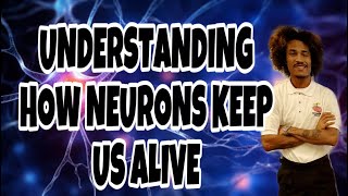 WHAT ARE NEURONS and WHAT KEEPS US ALIVE  Understanding Neurotransmission [upl. by Eiramyelhsa707]