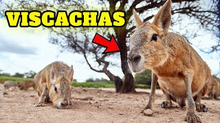 Top 10 mindblowing facts about viscachas  the South American RabbitLike Animal as pets [upl. by Aryl471]