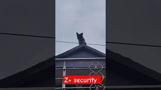 German shepherd dog guard house top floor Doglover germanshepherd facebookgermanshepherdlovers [upl. by Inah]