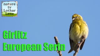 Girlitz vor der Kamera European serin observation [upl. by Nnylsor908]