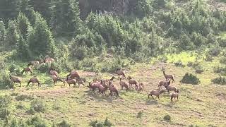 Elk Herd Olympic National Park [upl. by Anoval]